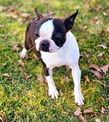 Étalon Boston Terrier - Tiny pearl Des Hauts Vallons Isérois