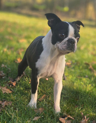 Étalon Boston Terrier - Talya Des Hauts Vallons Isérois