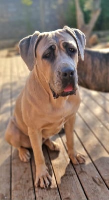 Étalon Cane Corso - Utopia Du Clan De Nemausus