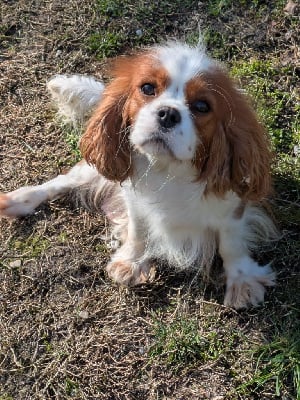 Étalon Cavalier King Charles Spaniel - Uliane de la Lande du Médoc