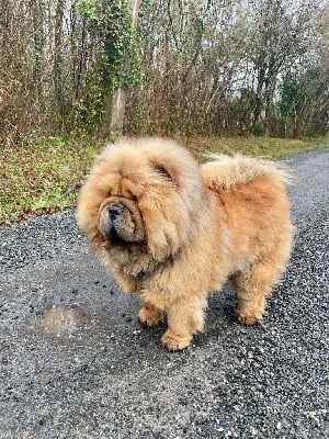 Étalon Chow Chow - Vong-lee De Yuán Fang