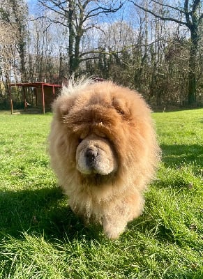 Étalon Chow Chow - Shao-lin De Yuán Fang