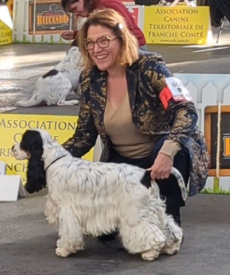 Étalon Cocker Spaniel Anglais - Unick Domaine D'ostrale