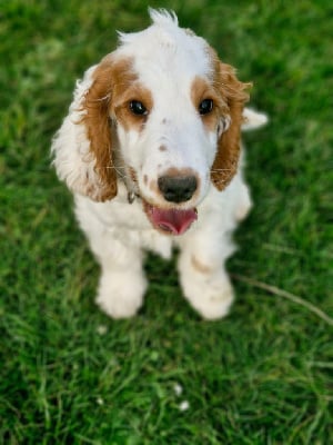 Étalon Cocker Spaniel Anglais - Vanille coeur caramel Du Domaine Des Crocs D'Ivoire