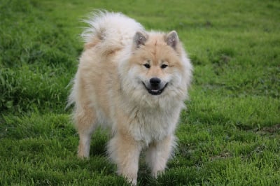 Étalon Eurasier - Syringa De La Demeure D'Argos