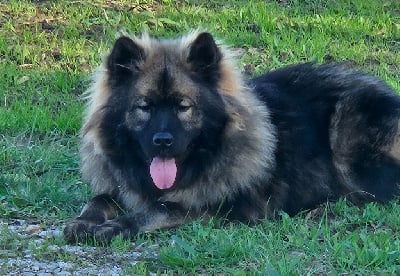 Étalon Eurasier - Uyoshi From Braveheart Story