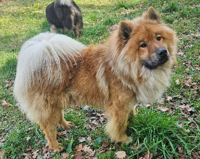 Étalon Eurasier - Umberto Du Souvenir De Tootsie