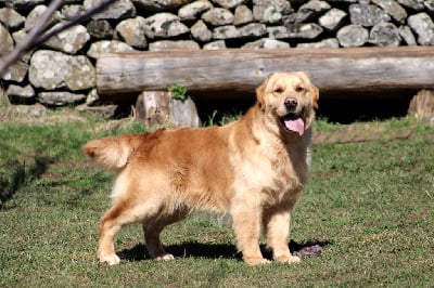 Étalon Golden Retriever - Ultimate gold edition Angels of Tara