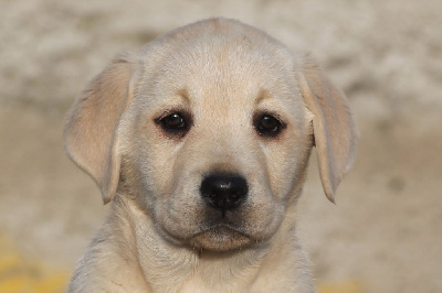 Étalon Labrador Retriever - Vanille De La Haute Chaloupiere