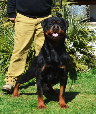 Étalon Rottweiler - CH. Oana Du Temple D'Adranos