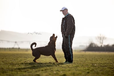 Étalon Rottweiler - Scott De L’empreinte De Bounty