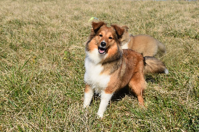 Étalon Shetland Sheepdog - Unity Des Monts D'Alavardi