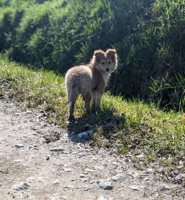 Étalon Shetland Sheepdog - Valeera Des Flocons Etincelants