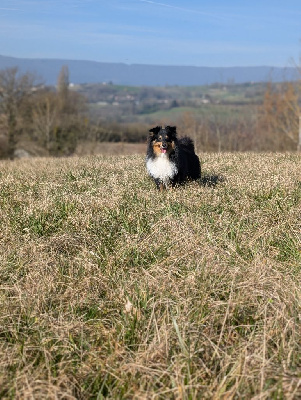 Étalon Shetland Sheepdog - Uther Du Fantasy Game