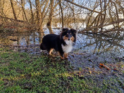 Étalon Shetland Sheepdog - Vicky de l'Aube des Hortensias