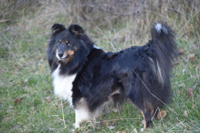 Étalon Shetland Sheepdog - Molly du Royaume d'Angélique