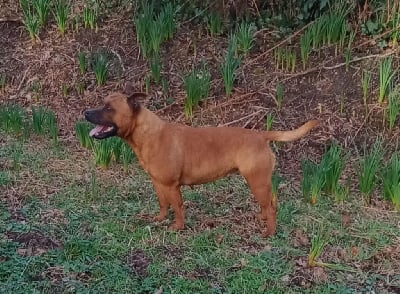 Étalon Staffordshire Bull Terrier - Shana Du Prince D'Eckmuhl