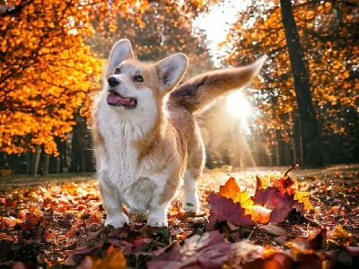 Étalon Welsh Corgi Pembroke - Sappho Du Mont Réguet