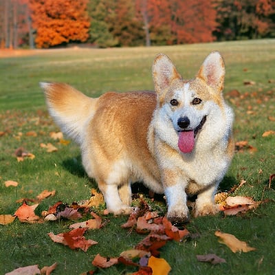 Étalon Welsh Corgi Pembroke - Sarbacane de la Clairiere aux Cerfs