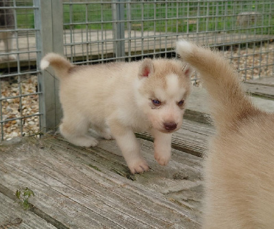 Les chiots de Siberian Husky