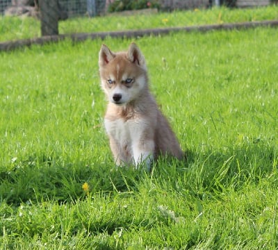 Les chiots de Siberian Husky