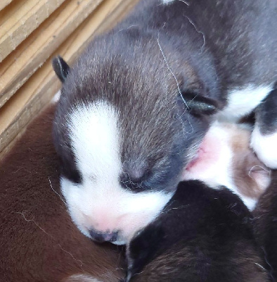 Les chiots de Siberian Husky