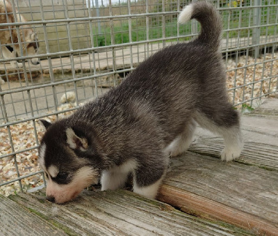 Les chiots de Siberian Husky