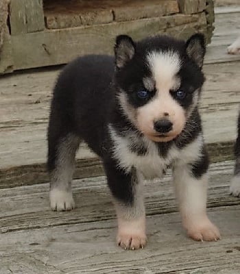 Les chiots de Siberian Husky