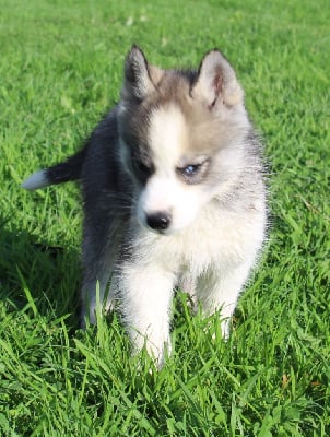 Les chiots de Siberian Husky