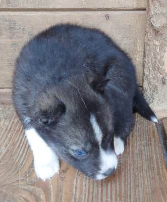 Les chiots de Siberian Husky