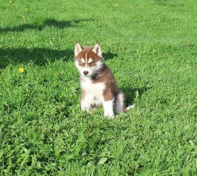 Les chiots de Siberian Husky