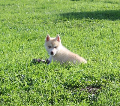 Les chiots de Siberian Husky