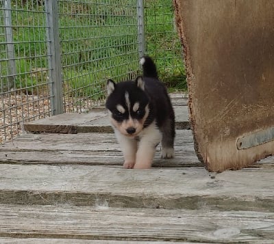 Mâle noir 2 - Siberian Husky