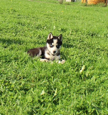 Les chiots de Siberian Husky