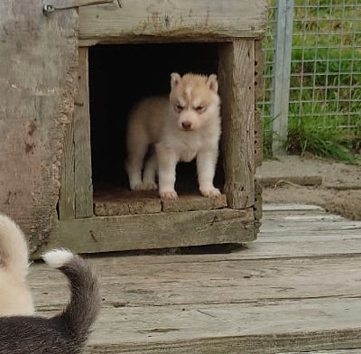 Les chiots de Siberian Husky