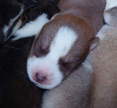 Les chiots de Siberian Husky