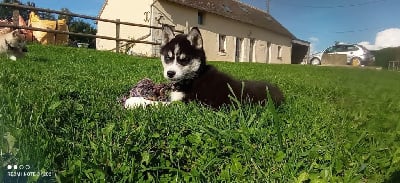 Les chiots de Siberian Husky