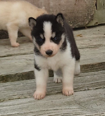 Les chiots de Siberian Husky