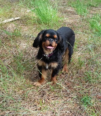 Les chiots de King Charles Spaniel