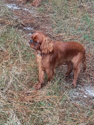 Les chiots de King Charles Spaniel