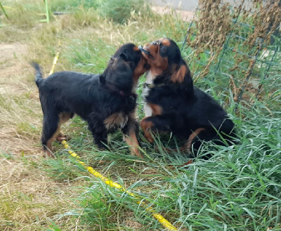 Les chiots de King Charles Spaniel