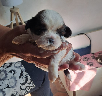 CHIOT - Shih Tzu