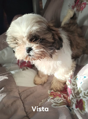 Les chiots de Shih Tzu