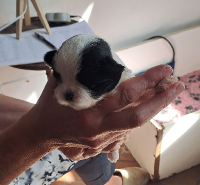 Les chiots de Shih Tzu