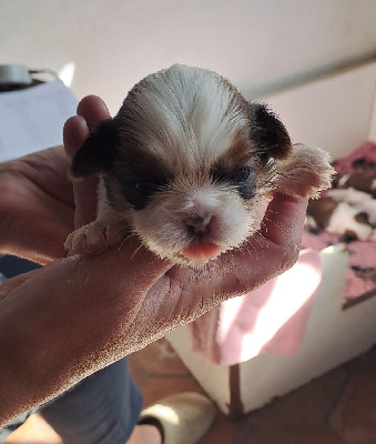 Les chiots de Shih Tzu