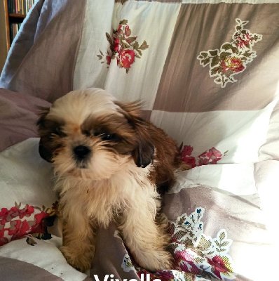 Les chiots de Shih Tzu