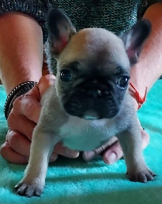 Les chiots de Bouledogue français