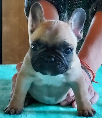 Les chiots de Bouledogue français