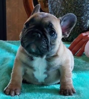 Les chiots de Bouledogue français