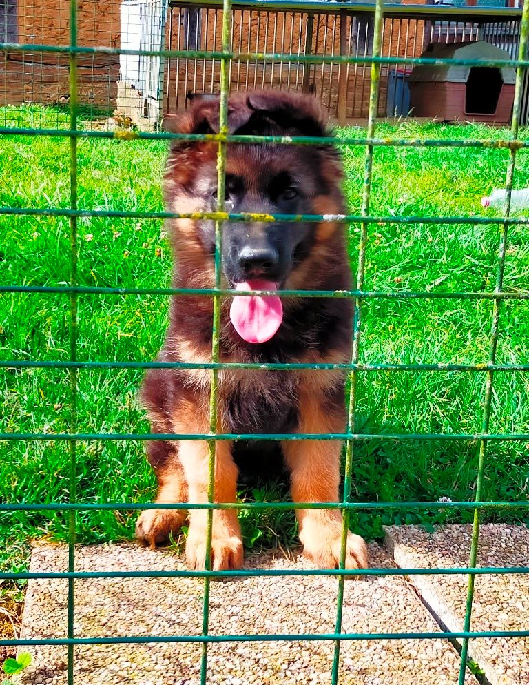 CHIOT - Berger Allemand Poil Long